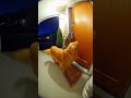 CAUGHT ON PORCH CAM! Golden Retriever and Raccoon Ding Dong Ditch #shorts #animalvideos #wildlife
