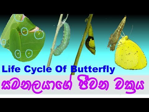 Life cycle of a butterfly සමනලයාගේ ජීවන චක්‍රය #Guruthumi #science #education #butterfly #life_cycle