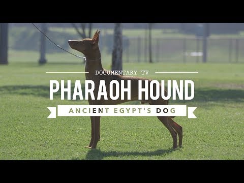 Vídeo: Pharaoh Hound Dog Breed Hypoallergenic, Health And Life Span