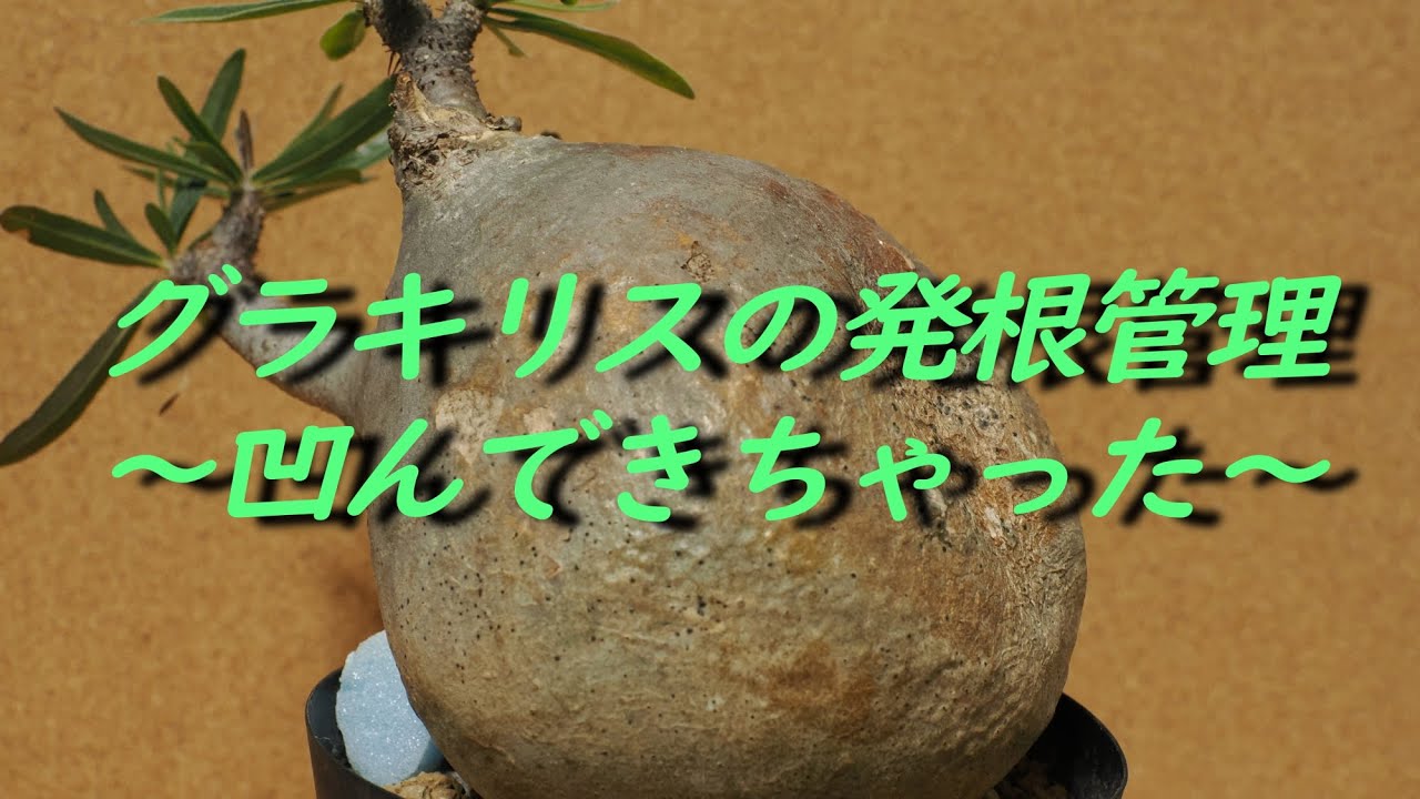 メルカリ便　グラキリス　ベアルート　状態良好 グラキリス ベアルート※凹みは問題なし、硬いです グラキリス発根管理