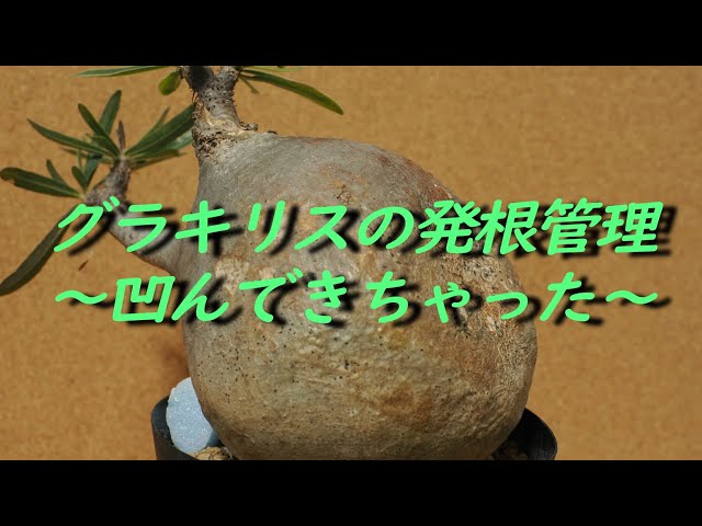 グラキリスの発根管理～激しい凹みが… - YouTube