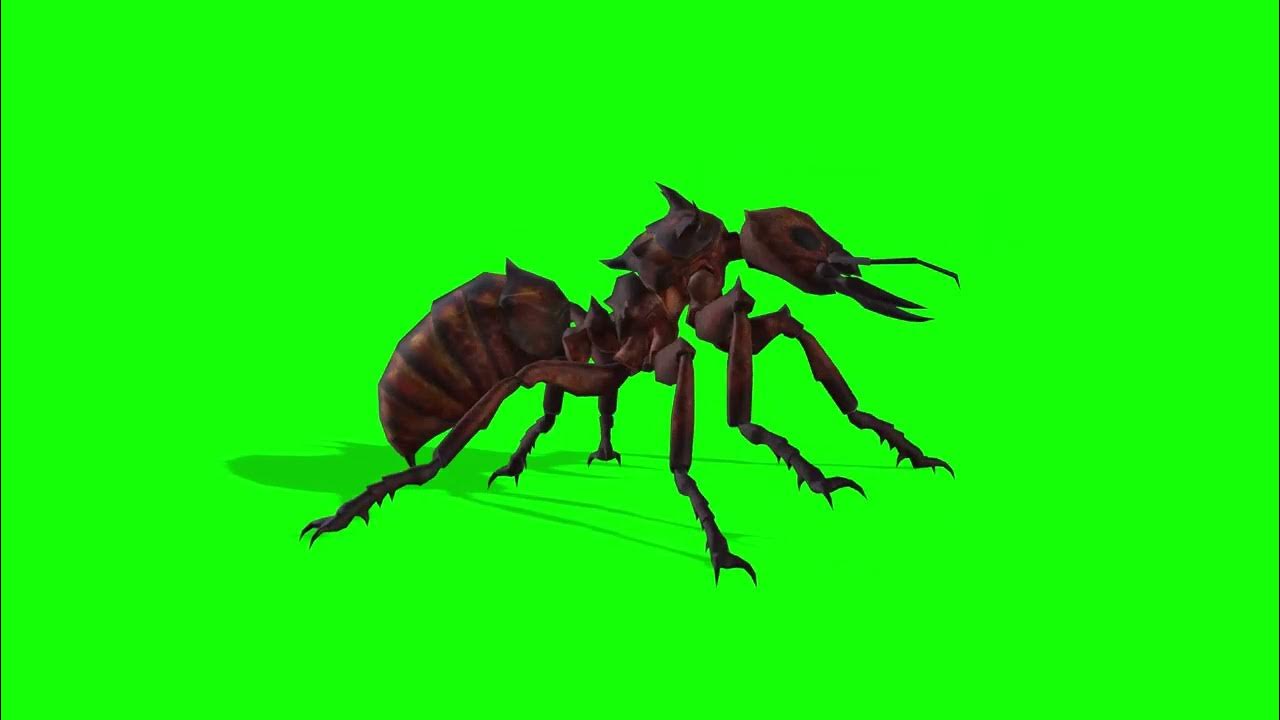 Ant видео. Ant видео