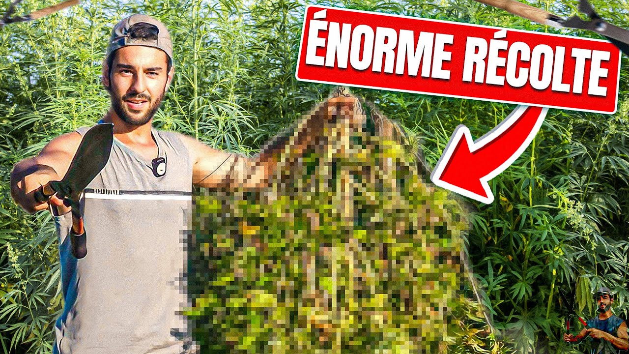 ON RECOLTE TOUT NOTRE CHAMPS DE CBD !