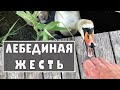 Белые лебеди, отношение к птенцам. Как куется характер.