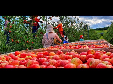 Vídeo: Colheita De Maçãs: Quando Coletá-las Para Armazenamento No Porão? Quando Colher A Colheita De Outono De Diferentes Variedades Da árvore Nos Urais E Na Região De Moscou?