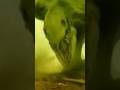The Skullcrawler’s disturbing roar origins 😳 #kongskullisland #godzilla #godzillavskong