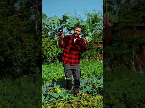Video: Kolrabi: coltivazione e cura in pieno campo