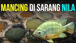 AMPUH! Pasti dapat Nila Babon | Mancing Di Lubang Sarang