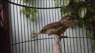 Burung Flamboyan / Tledekan Jati Gacor Suara Nyaring