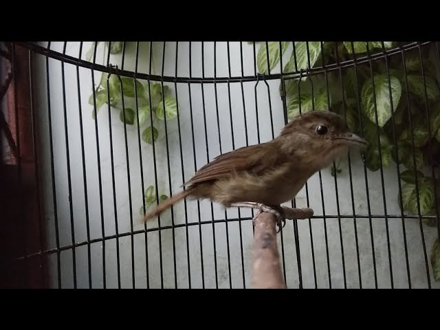 Burung Flamboyan Jantan Dan Betina - Lebih Bagus Suara ...