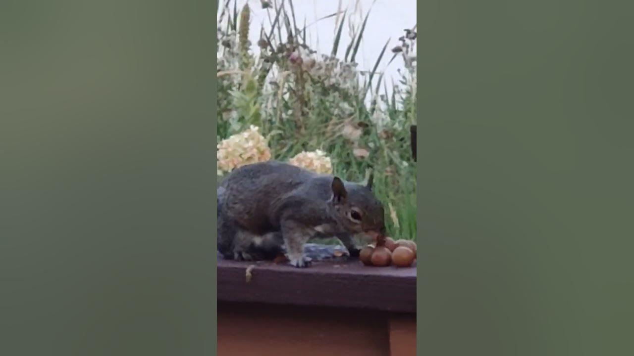 squirrel eating grapes YouTube