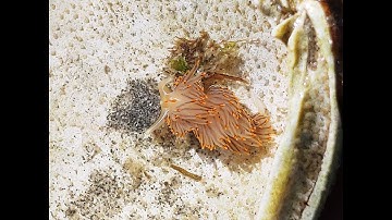 2022 Intertidal Monitoring Refresher Training