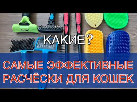 Видео: Как держать кошку в ночное время