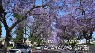 Jacaranda 藍花楹-W Myrtle St, Santa Ana 2020-05-24