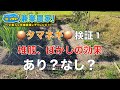 【タマネギ栽培検証】堆肥やぼかし肥料あり？なし！？成長比較します！極早生チャージ 晩生もみじ3号 農業初心者が有機農業にチャレンジ野菜栽培副業【2021.11.4】
