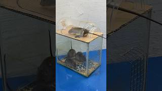 Perfect Homemade Mouse Trap Idea Using A Glass Box // Mouse Trap 2 #Rattrap #Mousetrap #Shorts