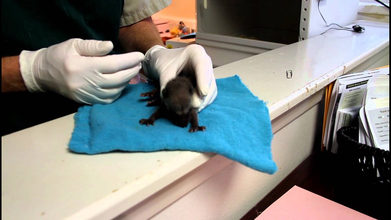 Baby Racoon at Wildlife Rescue & Rehabilitation in Kendalia - YouTube
