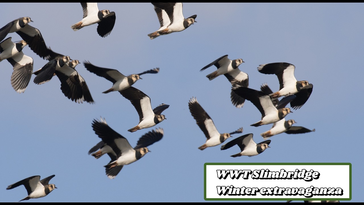 WWT Slimbridge, Flocking fantastic Nov 2024
