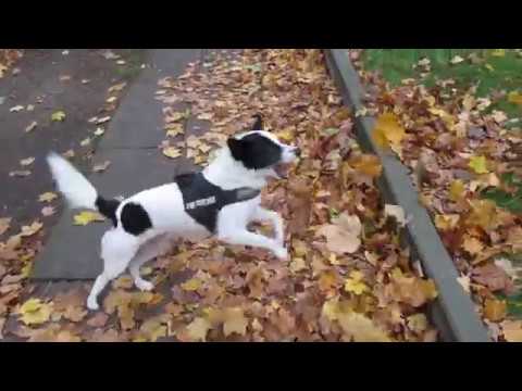 pix Brown Jack Russell Border Collie Mix border collie mix jack russel terrier