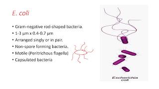 Escherichia coli (E. coli) Gram negative rod-shaped bacteria