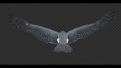 Peregrine Falcon - Flying Loop - Back View