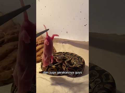 Video: Apakah pied ball python berbisa?