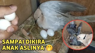 UJI COBA !! Menukarkan Telur Burung Puter Dengan Telur Merpati, Sampai Dikira Anaknya Sungguhan