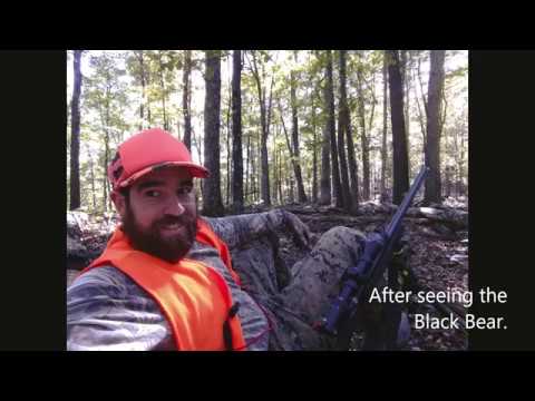 Black Bear in Green Ridge State Forest - YouTube