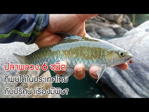 ปลาพลวง 6 ชนิด ที่พบได้ในประเทศไทย กับปริศนาที่ปลาชนิดนี้มีพิษไม่ควรกิน? #ปลาไทย