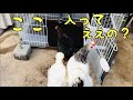 【鶏小屋】タワーマンション（のようなケージ）に引っ越しました