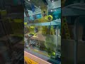 #automatic #casesealer#boxsealingmachine fully auto case sealer with sensor height detector