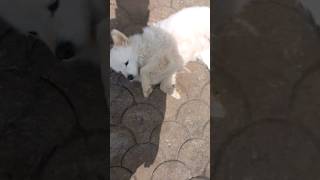 Japanese Spitz attacked by dad jokes #dog #fypシ #foryou #funny #fyp