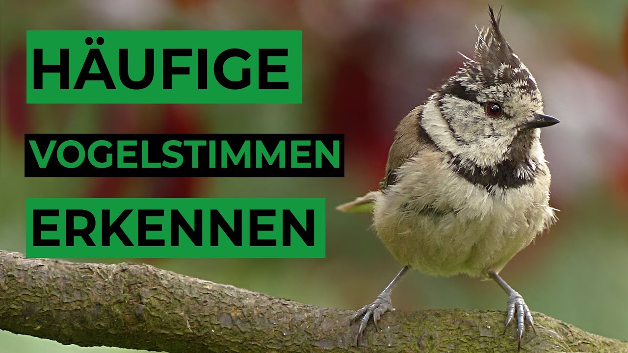 Zuhören und Vogelstimmen erkennen