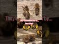 I'm Terry and these are 4 animals that's use their butts for survival. Full video linked here ^^^