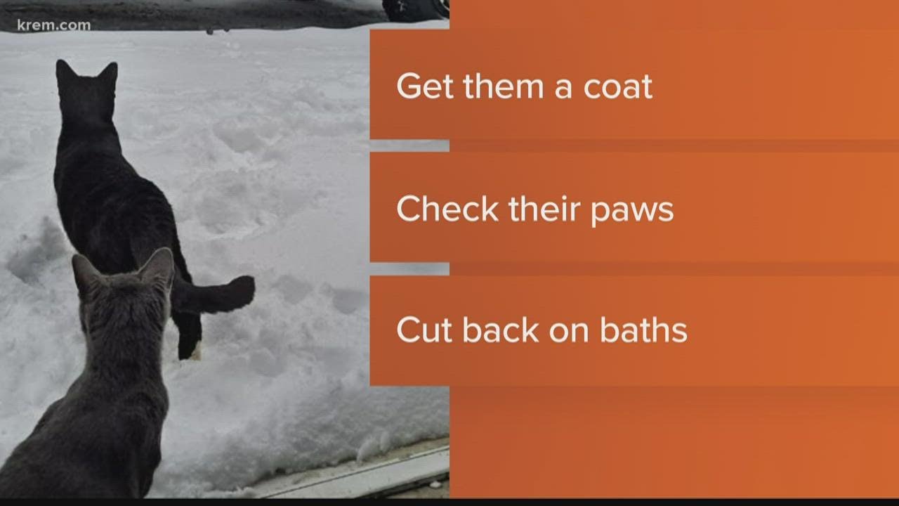 Tips for keeping pets safe during Spokane's Arctic Blast - YouTube