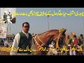 Beautifulhorse dholmix mztv2                               ashraf hayat gondals beautiful horse