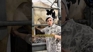 С чем носить коровий принт? Советы стилиста. Дарим баллы на покупки в бренде KSENIA KNYAZEVA