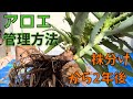 【アロエの管理・株分け】2026.5