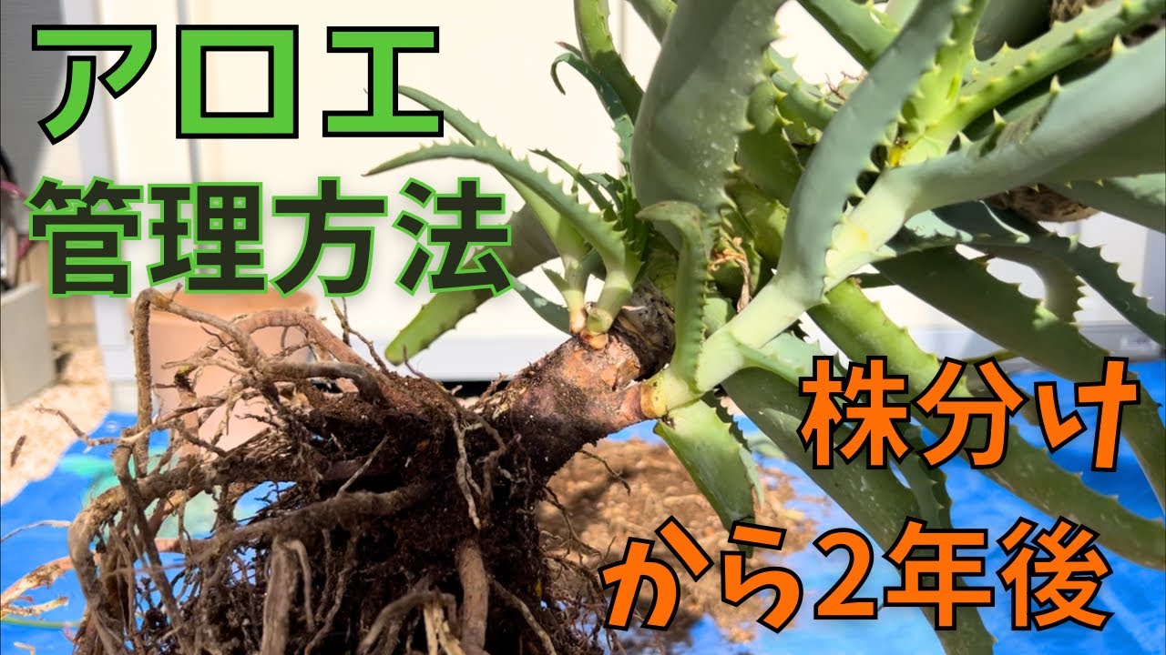 【アロエの管理・株分け】2026.5