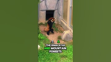 Why Red Pandas Sleep in Their Own Tails