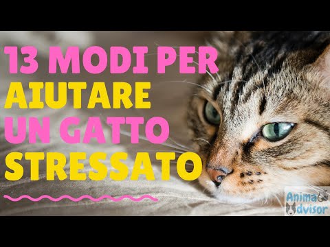 Video: Come Aiutare Un Gatto Quando Fa Caldo