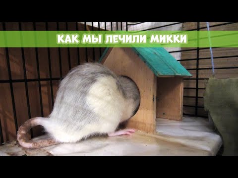 АЛЛЕРГИЯ У КРЫС || Симптомы, как лечить