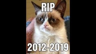 Grumpy Cat - Tribute