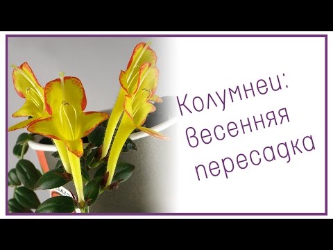 Колумнеи: весенняя пересадка