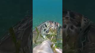 I made an underwater friend! 🐢 #giliislands #travel #indonesia #gilit #turtle #ocean #gilitrawangan