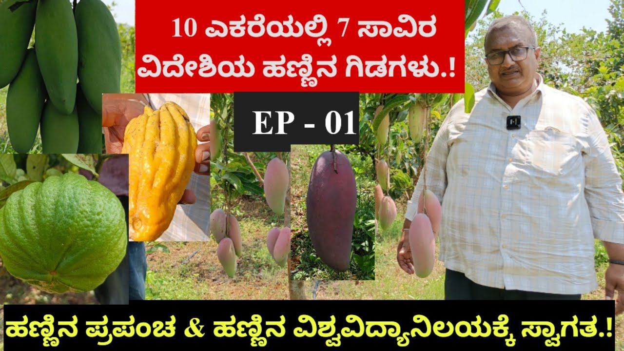 10 ಎಕರೆಯಲ್ಲಿ 7 ಸಾವಿರ ವಿದೇಶಿಯ ಹಣ್ಣಿನ ಗಿಡಗಳು.! ಹಣ್ಣಿನ ಪ್ರಪಂಚ & ಹಣ್ಣಿನ ವಿಶ್ವವಿದ್ಯಾನಿಲಯಕ್ಕೆ ಸ್ವಾಗತ EP-01