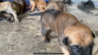 Chó Con Dễ Thương Đã Biết Đi Và Biết Nghe / Cute Puppy Can Walk And Listen