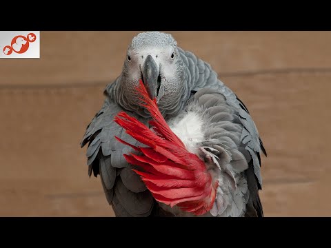 Video: 10 suggerimenti per aiutare a insegnare al pappagallo a parlare