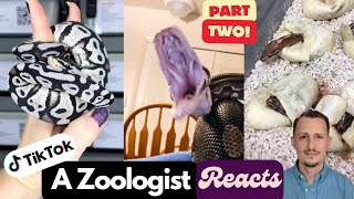 Zoologist Reacts To Viral Ball Python TikToks: PART TWO Zoologist Reacts Epic Boa Vs Python Tiktok Showdown
