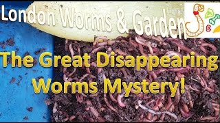 The Great Disappearing Worms Mystery!